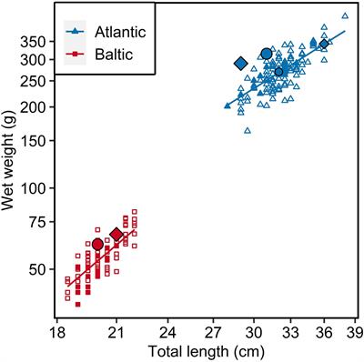 Comparison of Otolith Microstructure of Herring Larvae and Sibling Adults Reared Under Identical Early Life Conditions